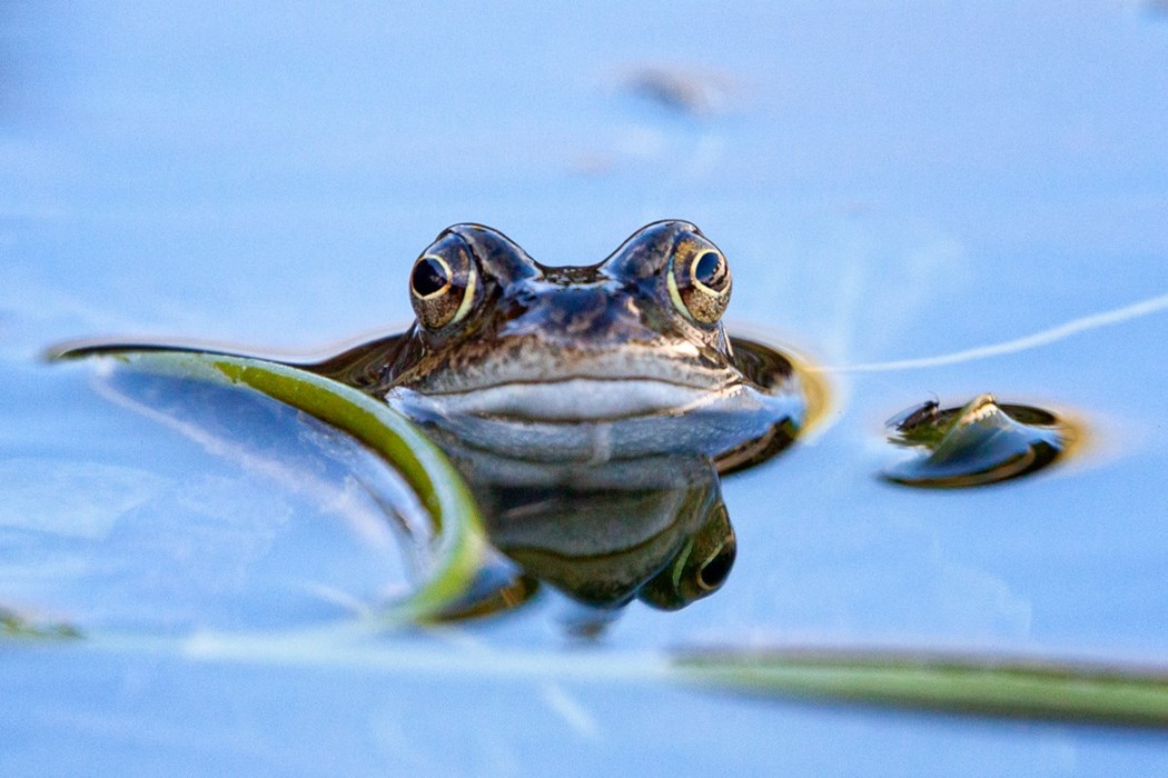 Fantastic Mr Frog: Felix Walker-Nix - aged 12
