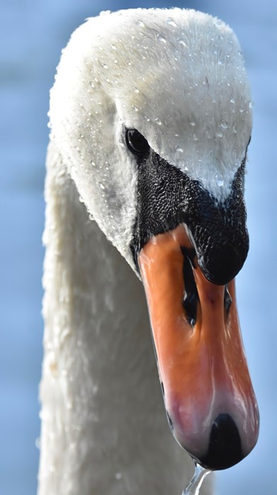 Mute Swan 