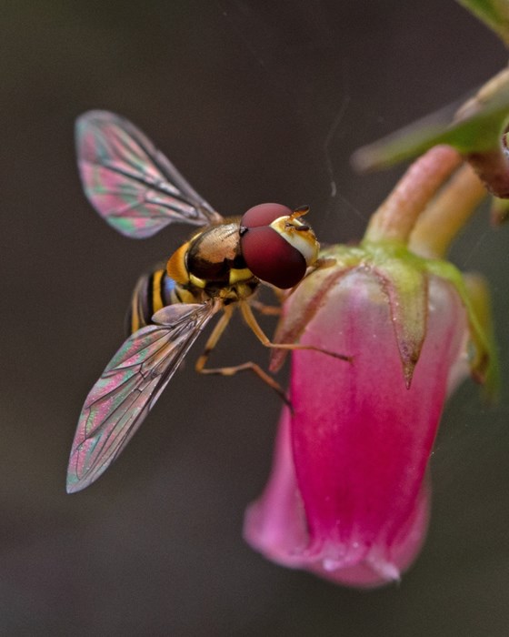 Flora & Fauna: Jake Turner - aged 14
