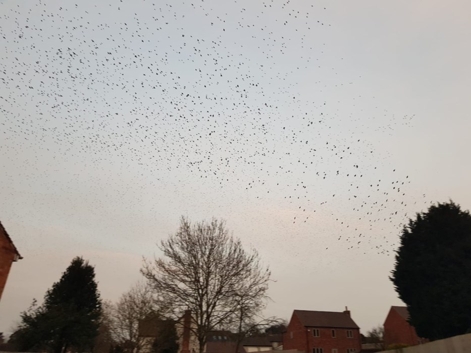 Starling Murmuratio: Joshua Dell  - aged 8