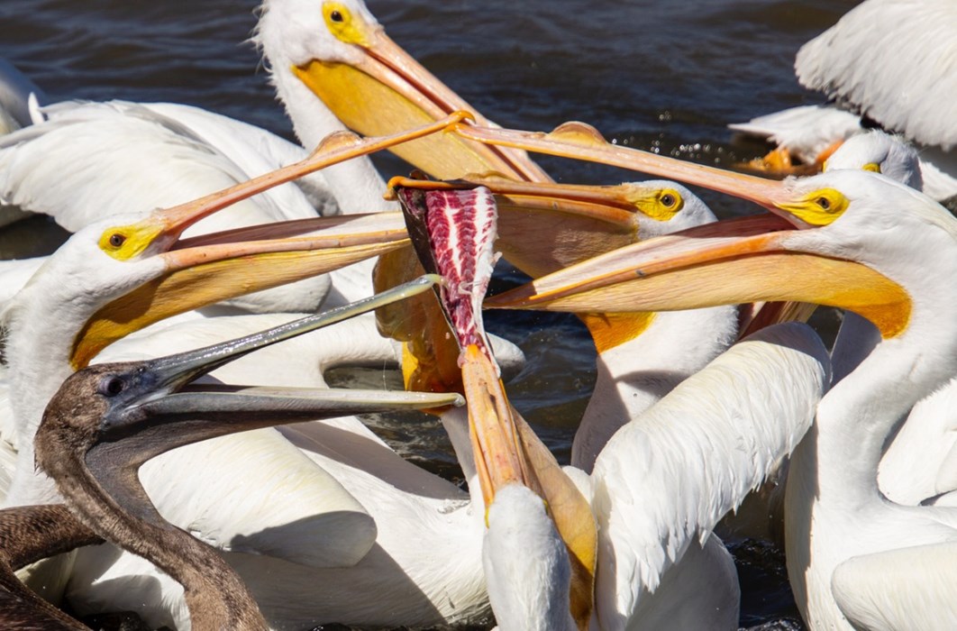 Food Fight! Margaret Fykes  - aged 10