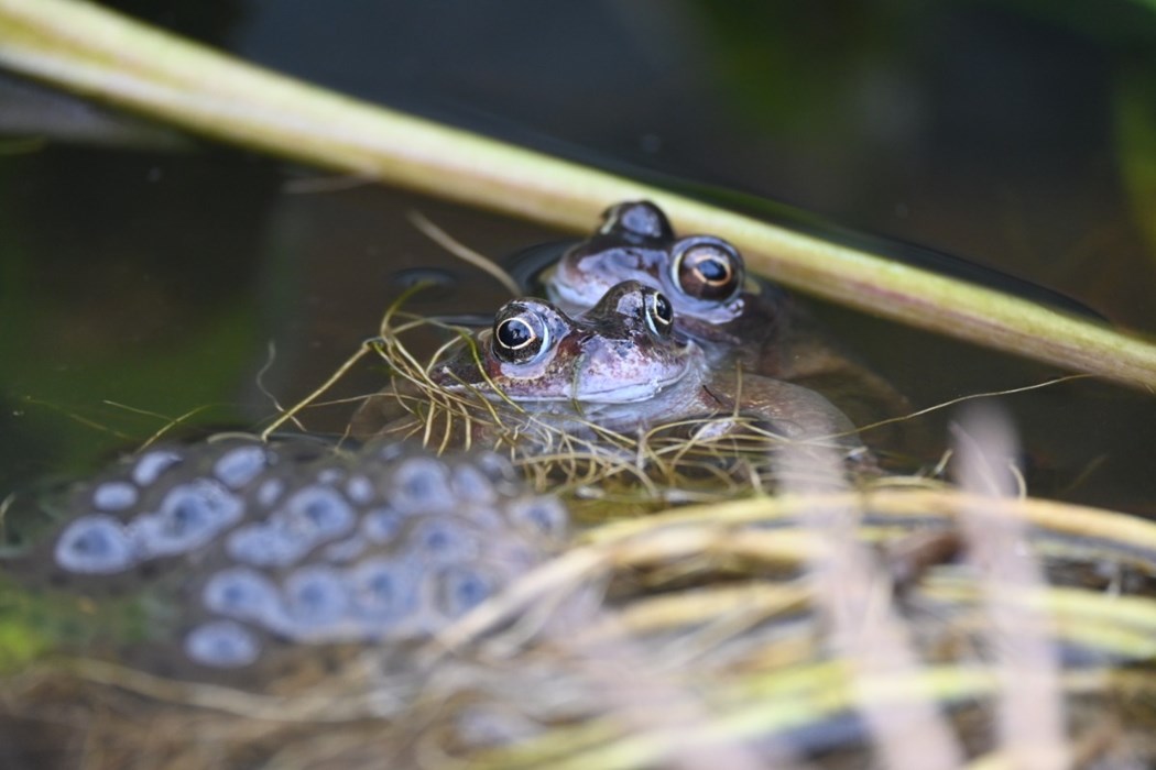 Huddled Together: Nathaniel Hutchinson  - aged 13