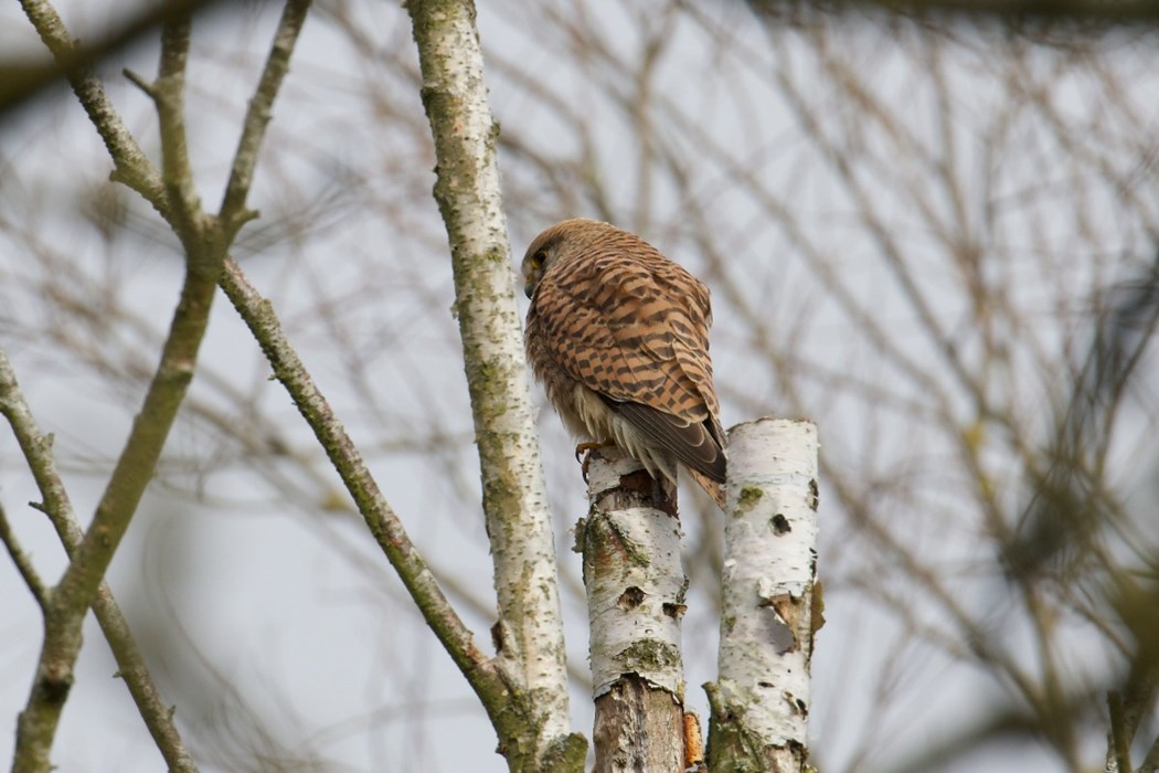 Kestrel: Sreyaan Akkaraju  - aged 12