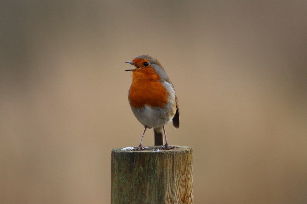Jenny Allen A singing robin