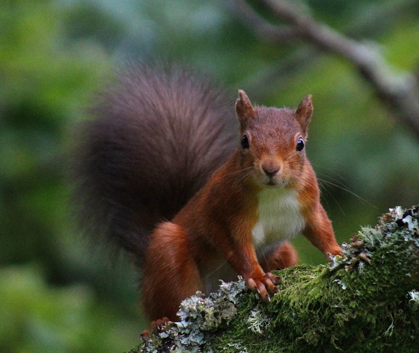 Squirrel In A Tree; Sophie Speed - aged 16