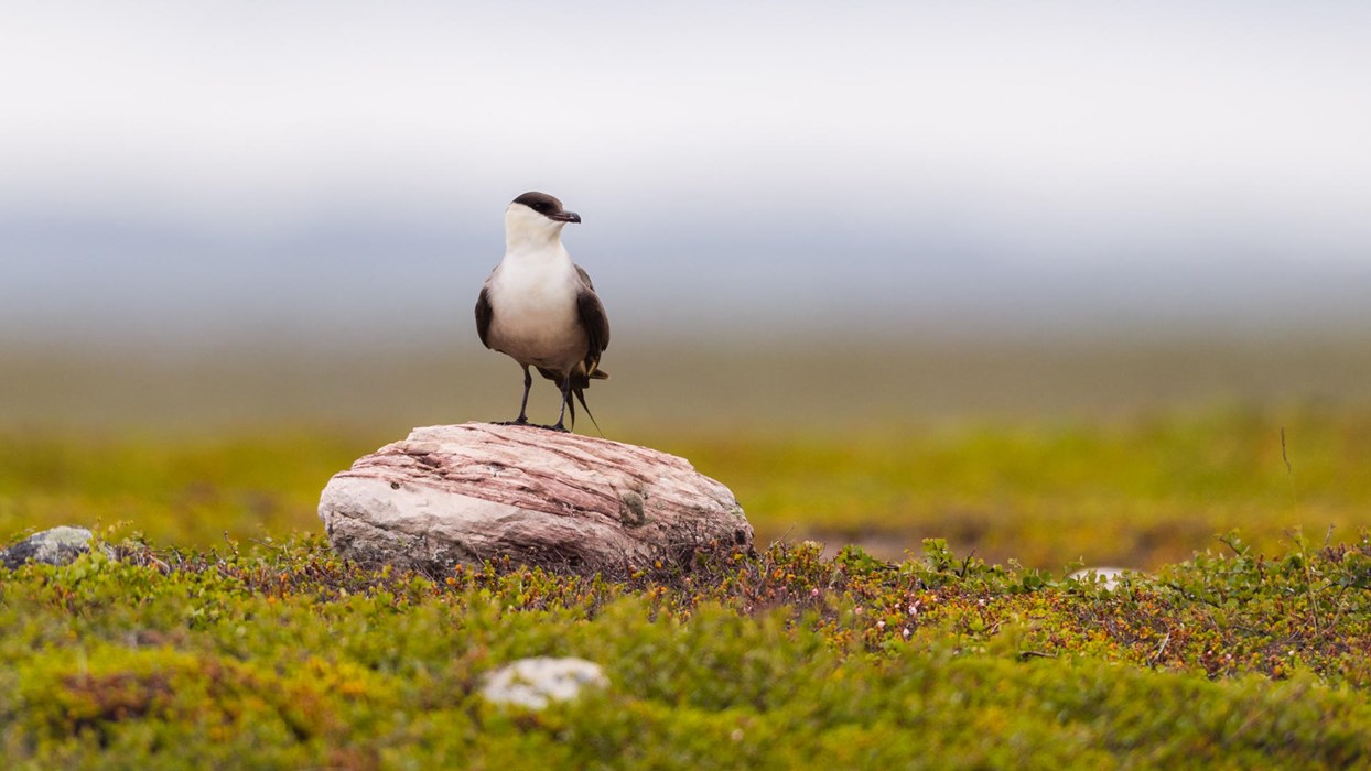 Arctic tundra - Photo: Lasse