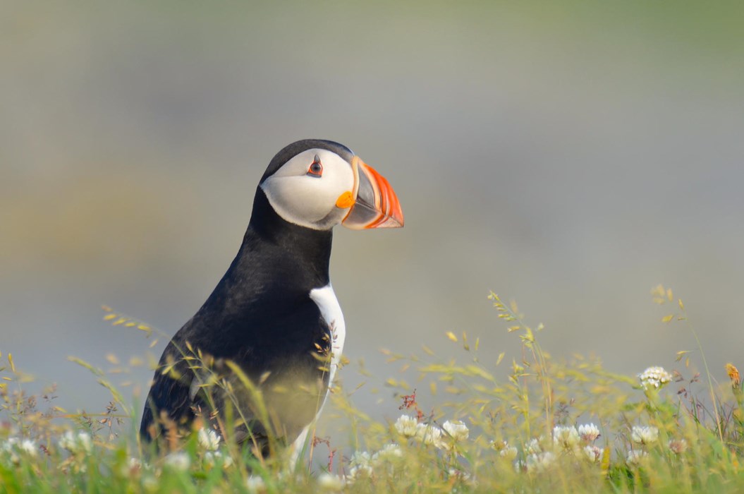 Atlantic Puffin - Photo: Jax Nasimok
