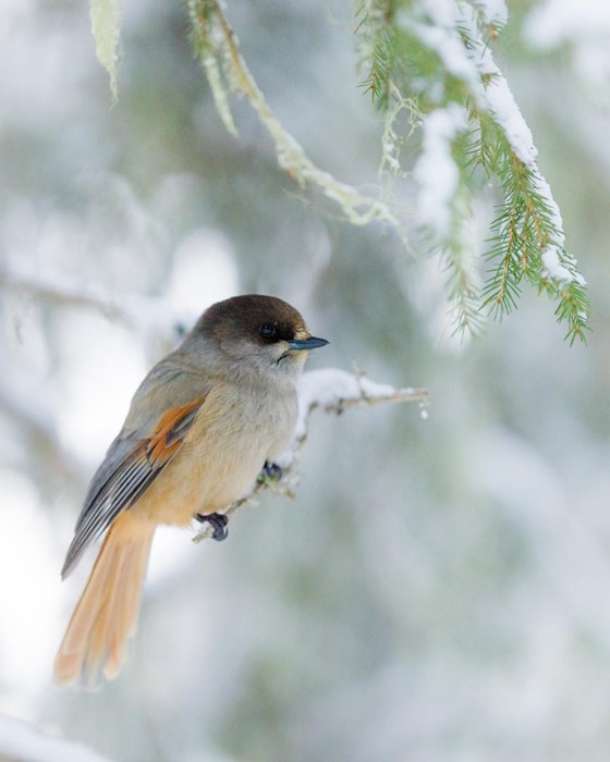 Beauty of snowy forest