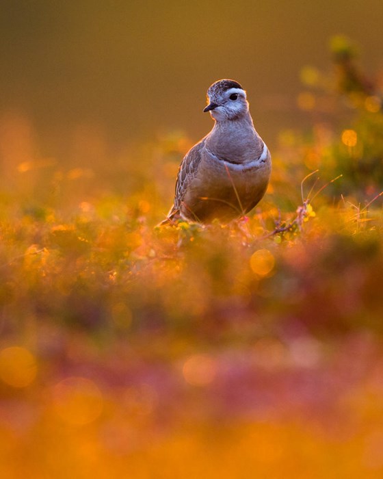 Dotterel in midnight sun - Photo: Lasse