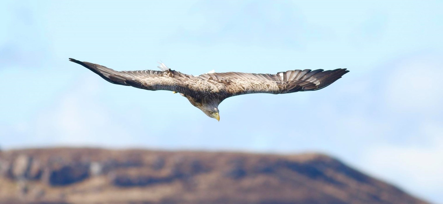 Elegant eagle - Photo: Megan Mccm