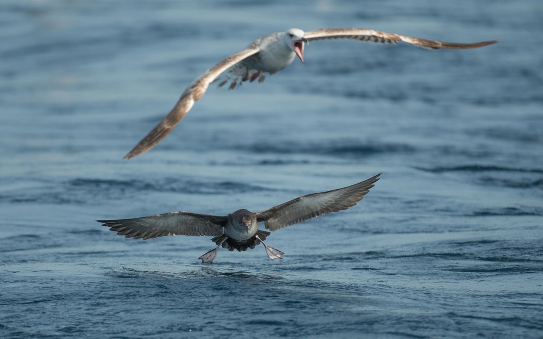 Landing Under Pressure - Photo: Carlos Pérez