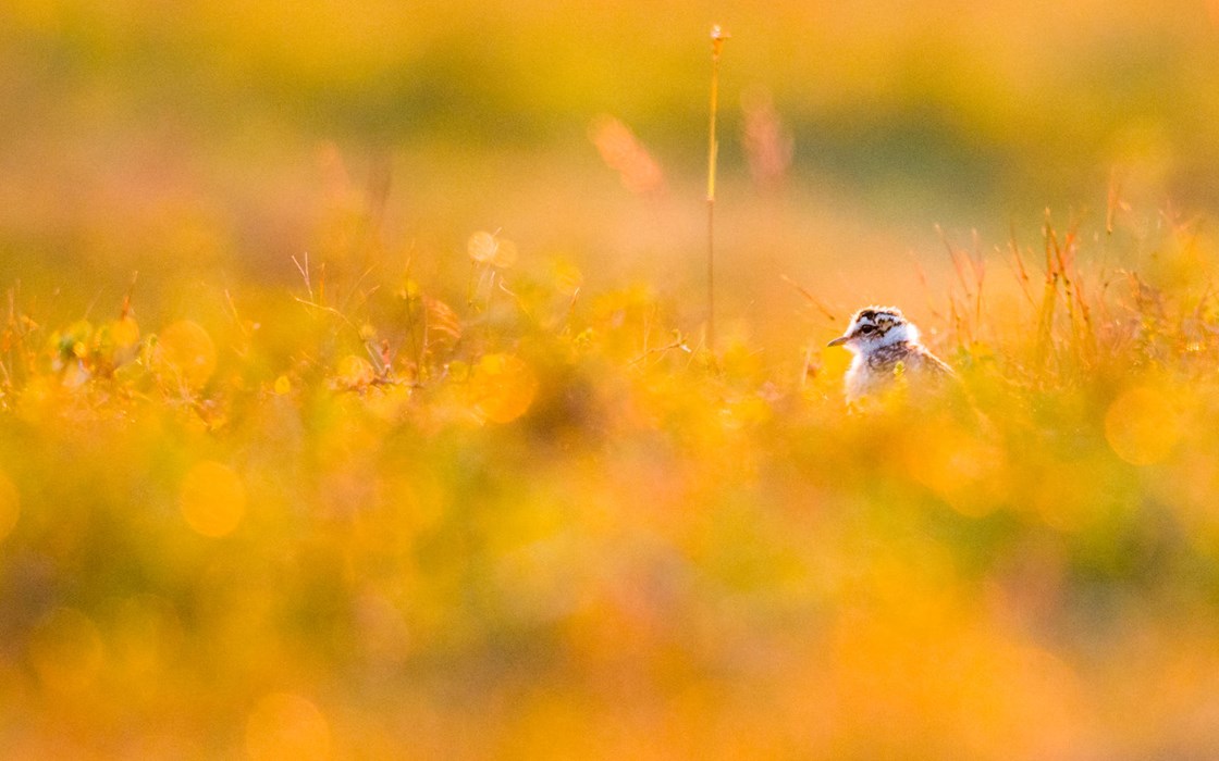 Midnight golden light - Photo: Lasse