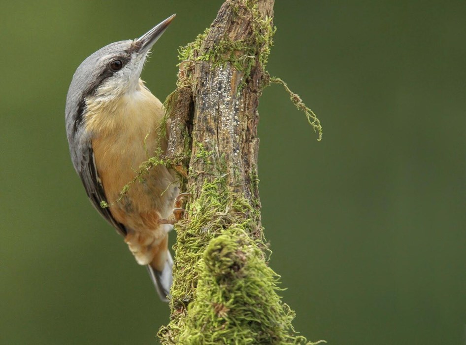 Nuthatch, Forest of DeanNuthatch, Forest of Dean Photo: Hugo Wilson