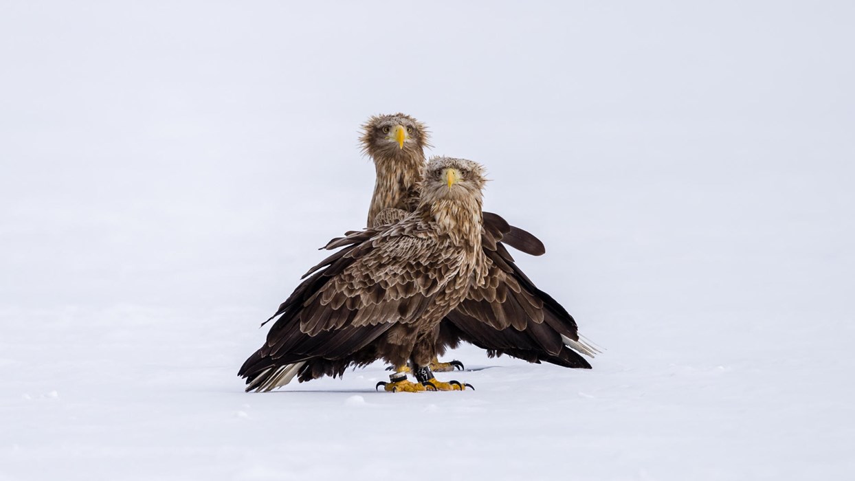 Odd couple - Photo: Lasse