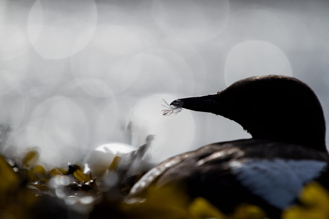 Seaweed bed - Photo: Jake Kneale