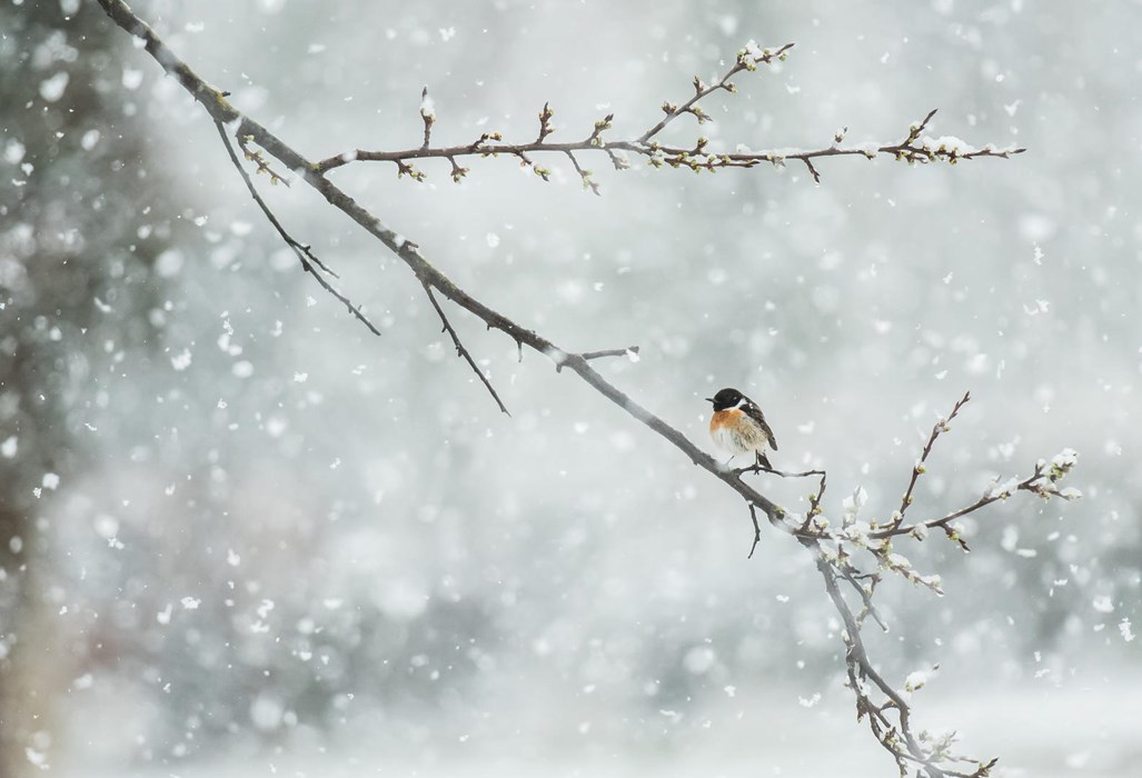Surprised by late snow - Photo: Carlos Pérez