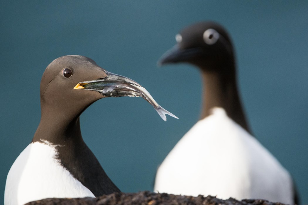 To Fish or Not to Fish - Photo: Carlos Pérez