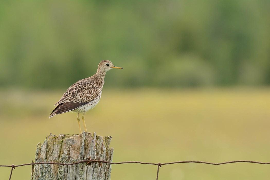 Upland Sandpiper - Photo: Jax Nasimok