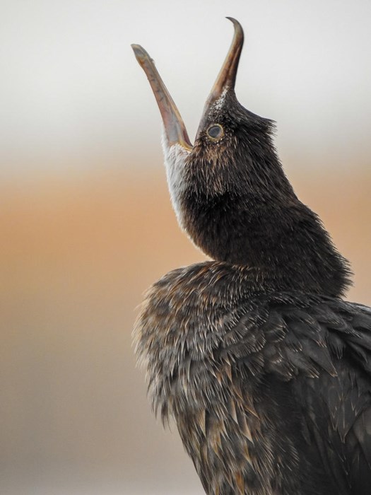 Winter Scream - Photo: Tamás Koncz-Bisztricz