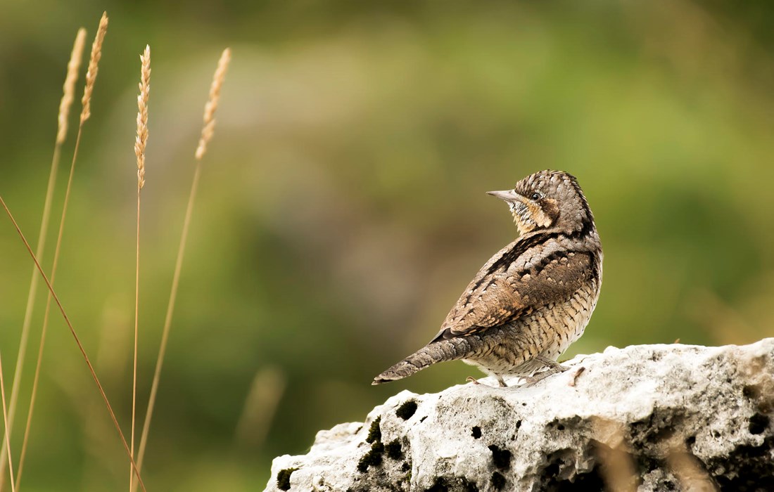 Wryneck Photo: Francesco