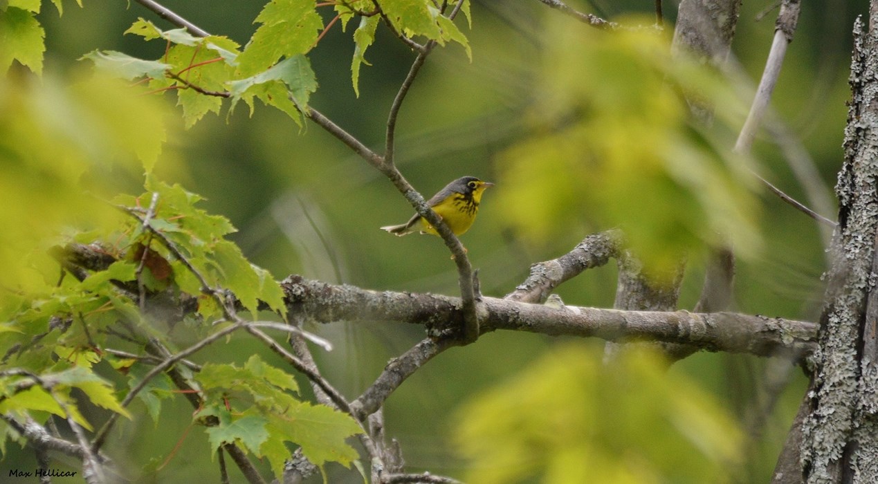 Canada Warbler 