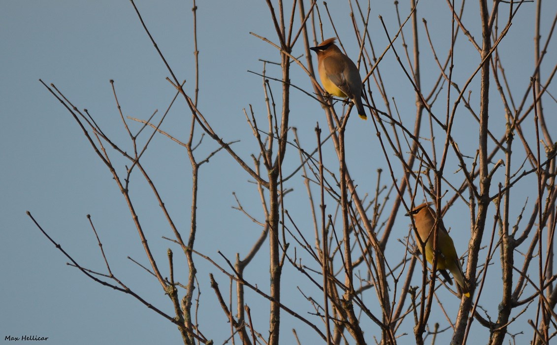 Cedar Waxwing