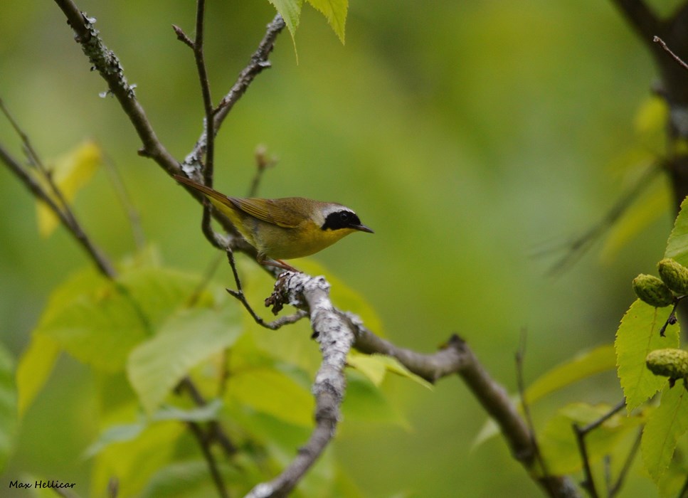 Common Yellowthroat