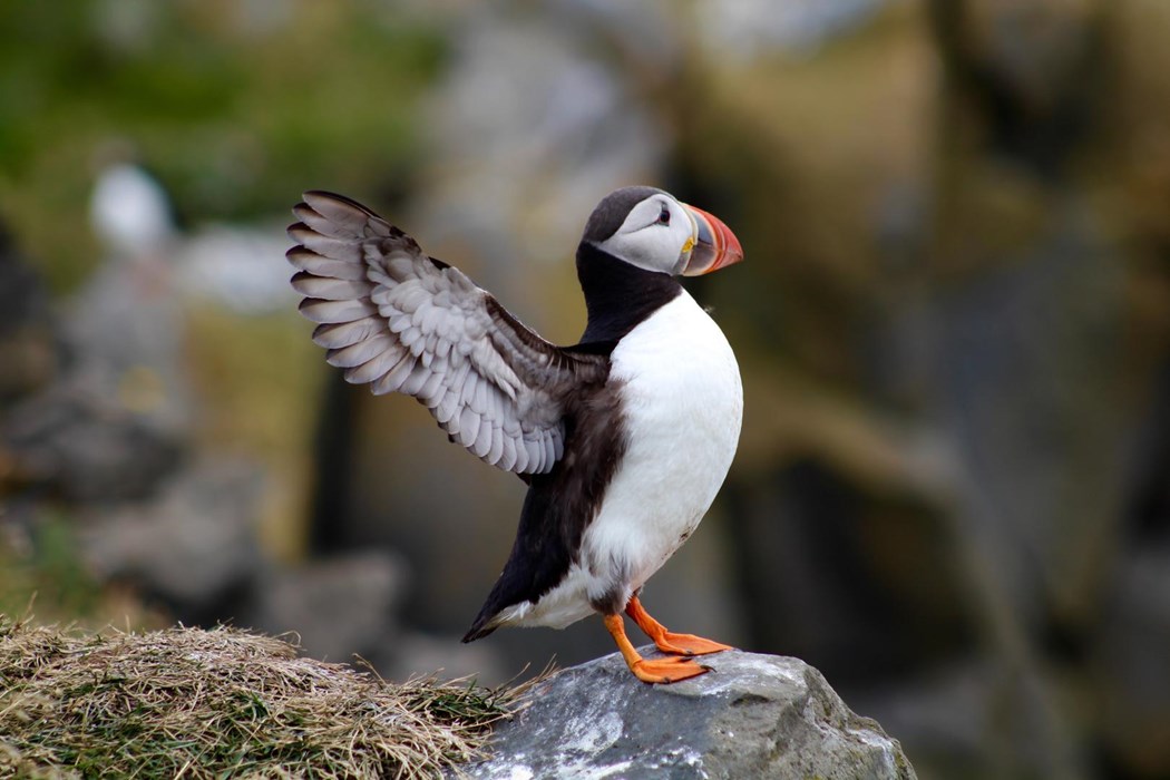 Born to Soar - Stefan Moorman