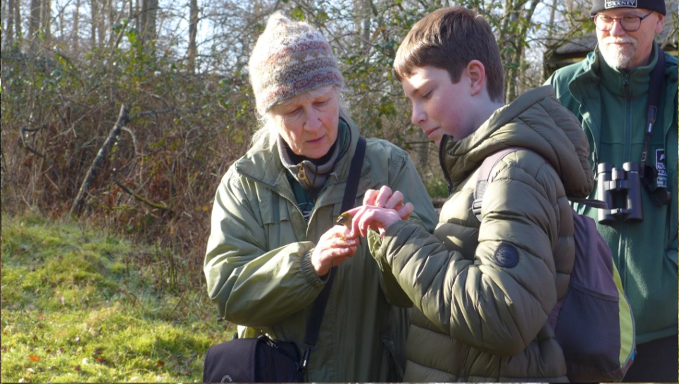 Releasing a bird after ringing